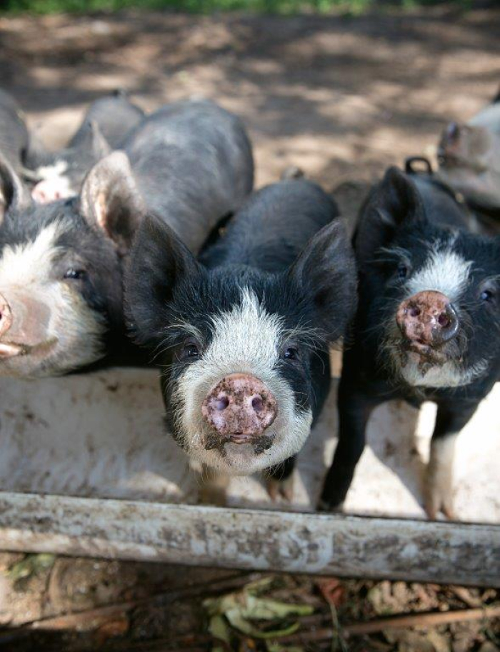 Photo of property: Our lovely Berkshire pigs