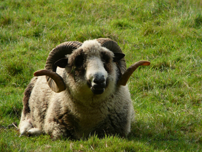 Photo of property: Mount Tutu Heritage Ram