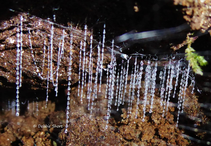 Photo of property: See Glow Worms "up close and personal"