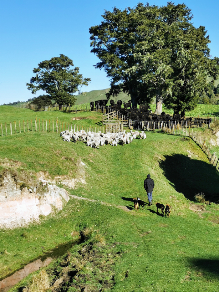 Photo of property: A Day on the Farm