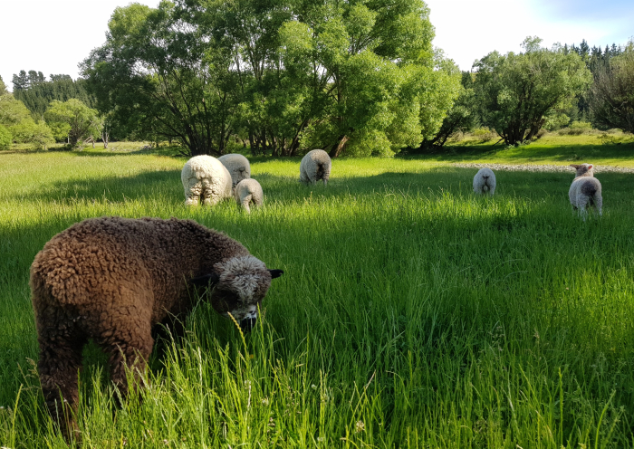 Photo of property: Pet sheep